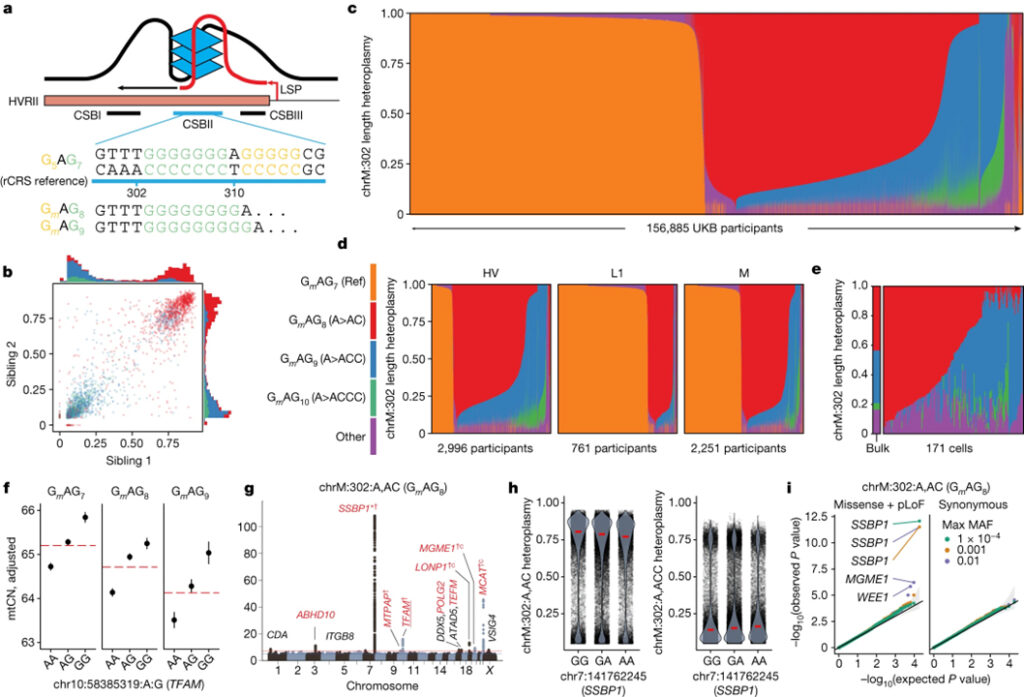 Nuclear genetic control of mtDNA copy number and heteroplasmy in humans