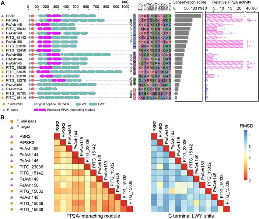 Pathogen protein modularity enables elaborate mimicry of a host phosphatase