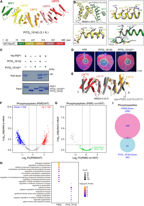 Pathogen protein modularity enables elaborate mimicry of a host phosphatase