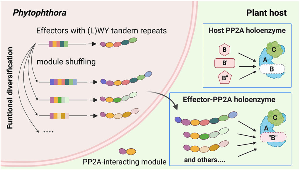 Pathogen protein modularity enables elaborate mimicry of a host phosphatase