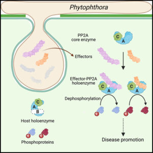 Read more about the article Pathogen protein modularity enables elaborate mimicry of a host phosphatase