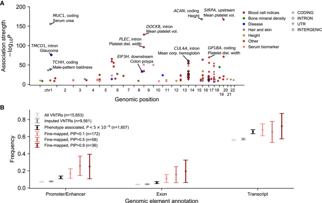 Repeat polymorphisms underlie top genetic risk loci for glaucoma and colorectal cancer