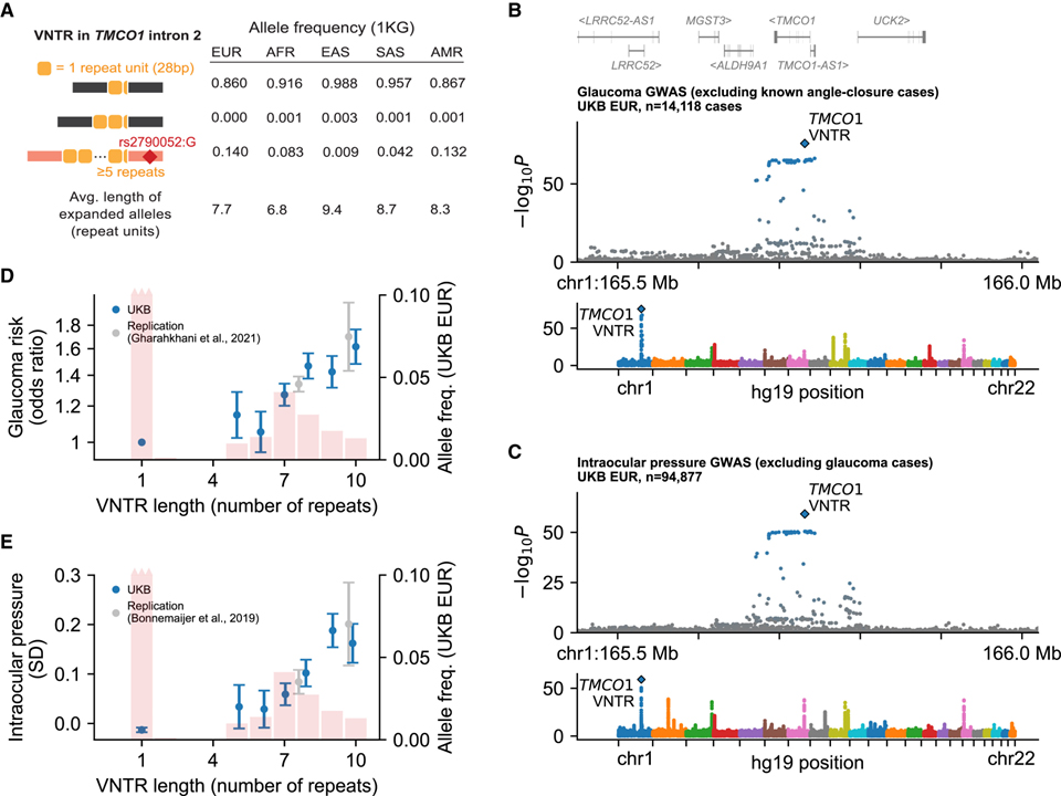 Repeat polymorphisms underlie top genetic risk loci for glaucoma and colorectal cancer