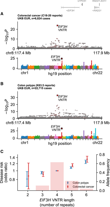 Repeat polymorphisms underlie top genetic risk loci for glaucoma and colorectal cancer