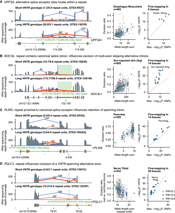 Repeat polymorphisms underlie top genetic risk loci for glaucoma and colorectal cancer