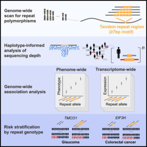 Read more about the article Repeat polymorphisms underlie top genetic risk loci for glaucoma and colorectal cancer