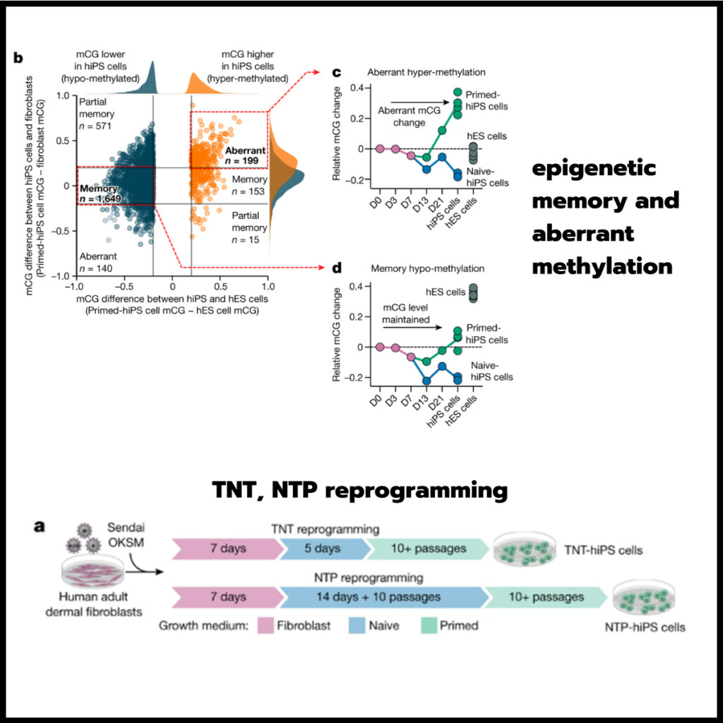 First-in-class MKK4 inhibitors enhance liver regeneration and prevent liver failure