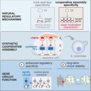 Read more about the article Cooperative assembly confers regulatory specificity and long-term genetic circuit stability