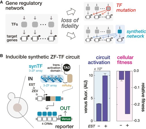 Cooperative assembly confers regulatory specificity and long-term genetic circuit stability