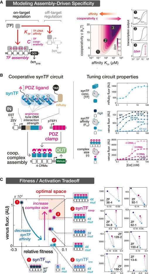 Cooperative assembly confers regulatory specificity and long-term genetic circuit stability