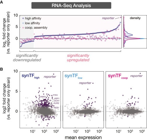 Cooperative assembly confers regulatory specificity and long-term genetic circuit stability