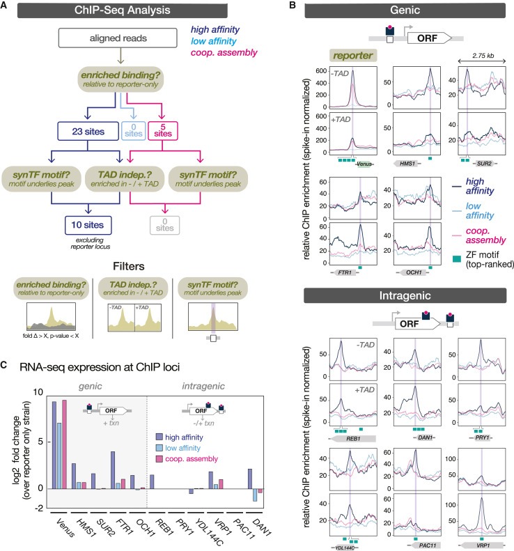 Cooperative assembly confers regulatory specificity and long-term genetic circuit stability