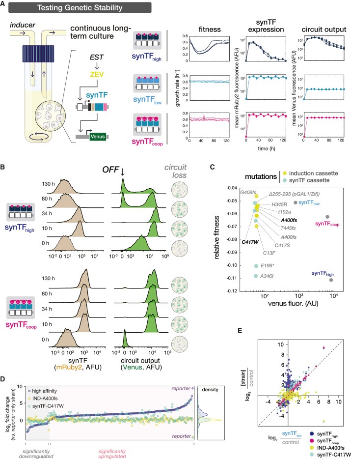 Cooperative assembly confers regulatory specificity and long-term genetic circuit stability