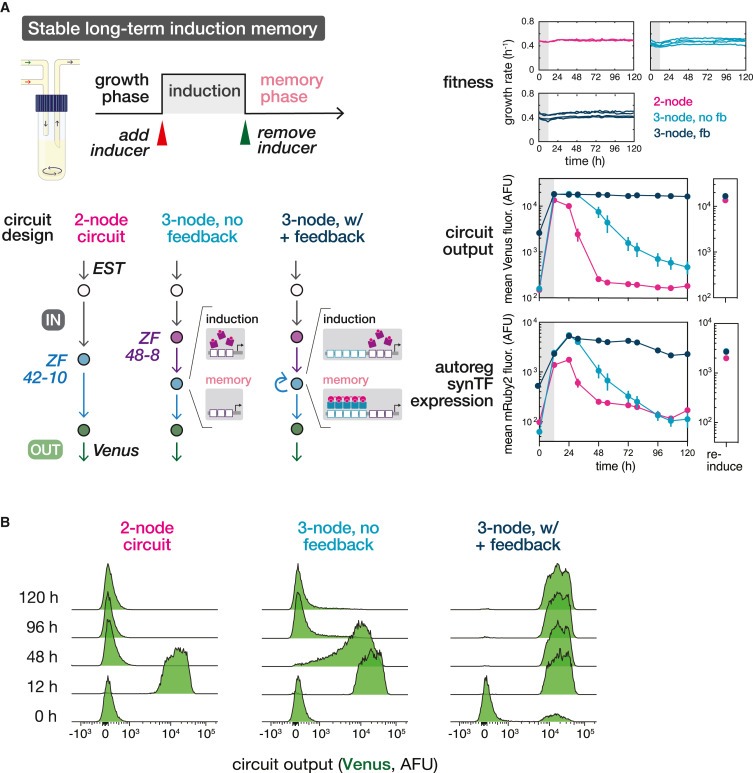 Cooperative assembly confers regulatory specificity and long-term genetic circuit stability