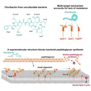 Read more about the article An antibiotic from an uncultured bacterium binds to an immutable target