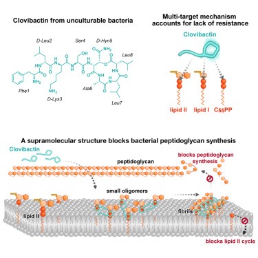 An antibiotic from an uncultured bacterium binds to an immutable target