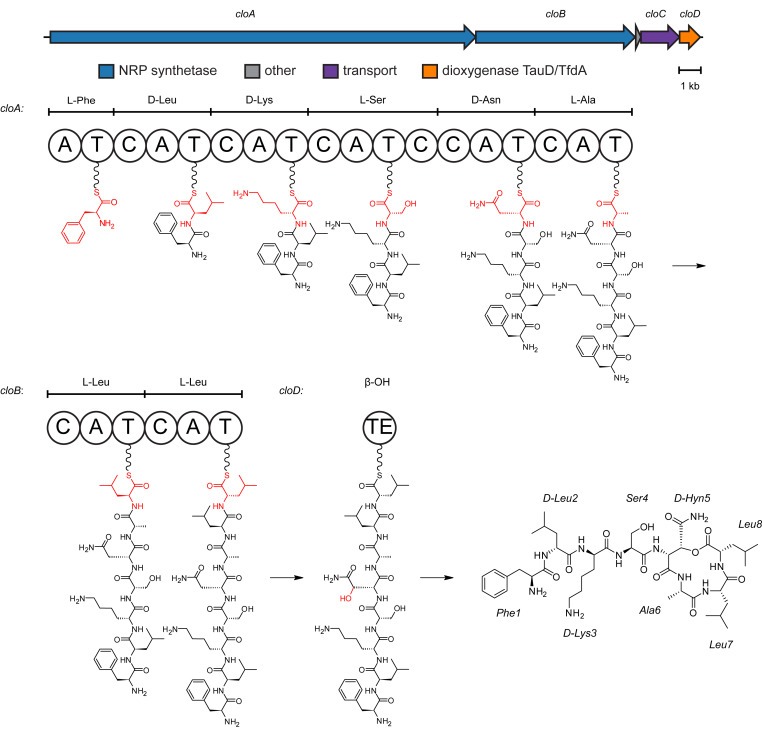 An antibiotic from an uncultured bacterium binds to an immutable target