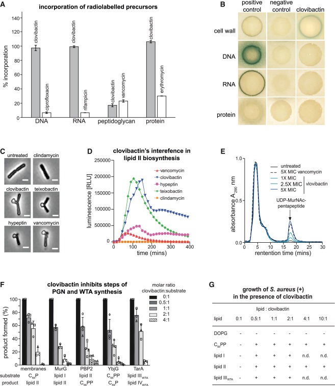 An antibiotic from an uncultured bacterium binds to an immutable target