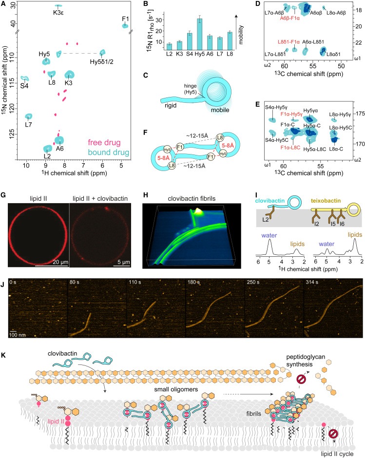 An antibiotic from an uncultured bacterium binds to an immutable target