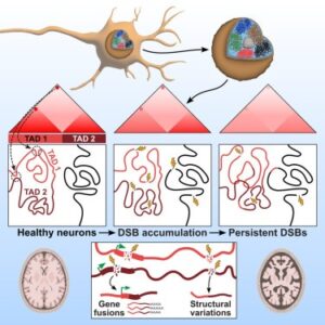 Read more about the article Neuronal DNA double-strand breaks lead to genome structural variations and 3D genome disruption in neurodegeneration