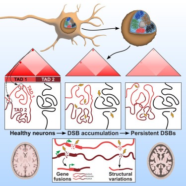 Neuronal DNA double-strand breaks lead to genome structural variations and 3D genome disruption in neurodegeneration