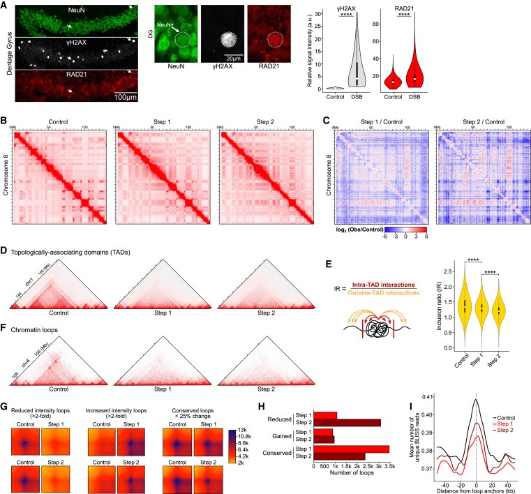 Neuronal DNA double-strand breaks lead to genome structural variations and 3D genome disruption in neurodegeneration