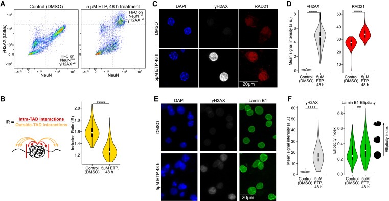 Neuronal DNA double-strand breaks lead to genome structural variations and 3D genome disruption in neurodegeneration