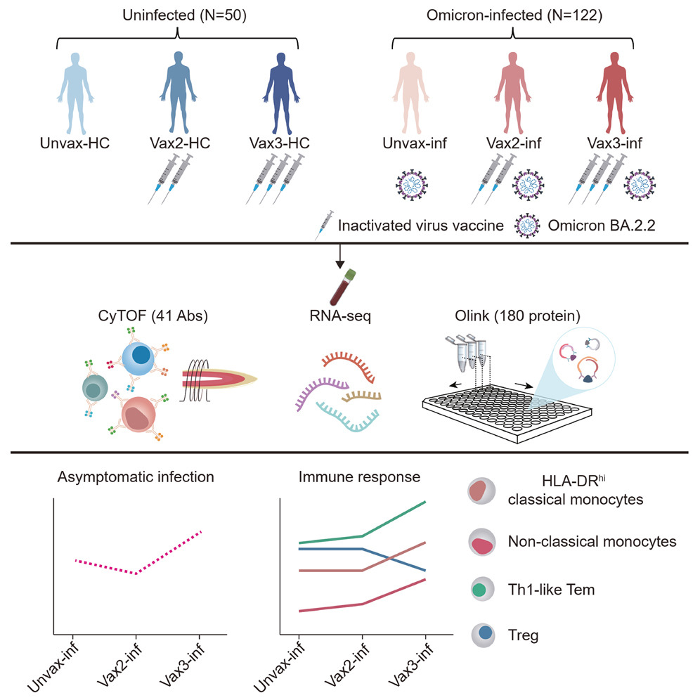 Read more about the article Systemic immune profiling of Omicron-infected subjects inoculated with different doses of inactivated virus vaccine