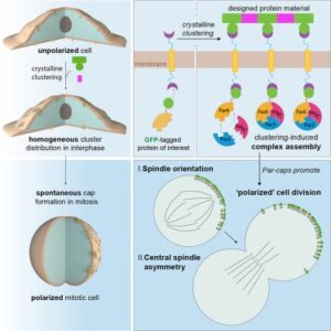 Read more about the article Synthetic Par polarity induces cytoskeleton asymmetry in unpolarized mammalian cells