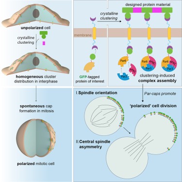 Synthetic Par polarity induces cytoskeleton asymmetry in unpolarized mammalian cells