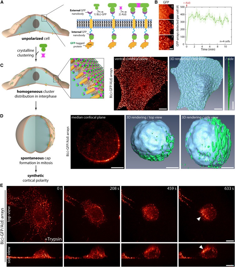 Synthetic Par polarity induces cytoskeleton asymmetry in unpolarized mammalian cells