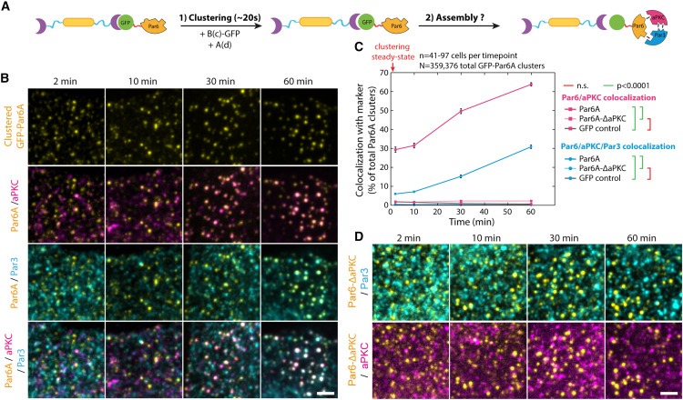 Synthetic Par polarity induces cytoskeleton asymmetry in unpolarized mammalian cells