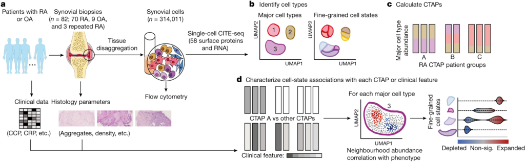 Fig. 1: Overview of the multi-modal single-cell synovial tissue pipeline and cell-type abundance analysis that reveals distinct rheumatoid arthritis CTAPs.