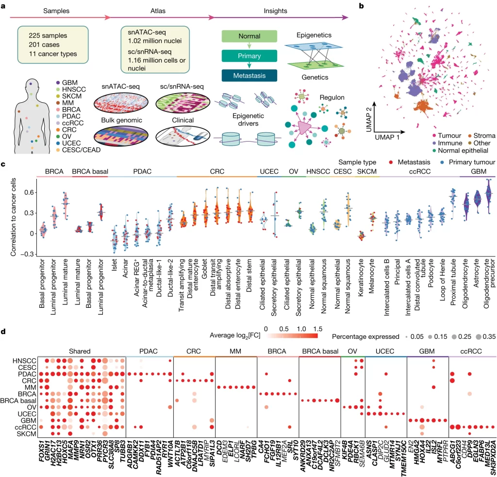 Chromatin accessibility patterns across 11 cancer types.