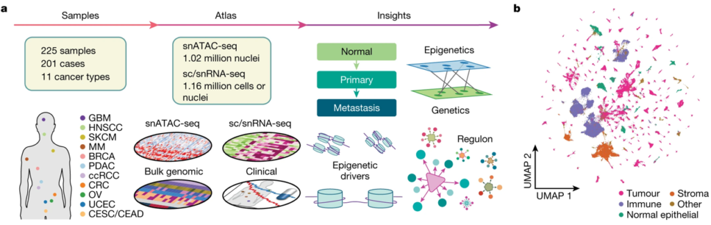 Chromatin accessibility patterns across 11 cancer types.