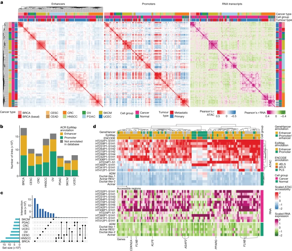 CREs regulating transcriptional programs in cancer.