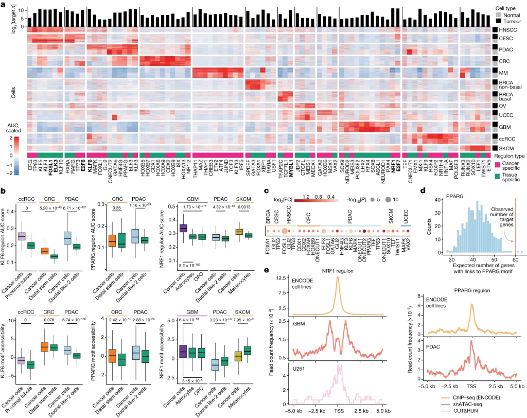 Pan-cancer and cancer-specific regulons.