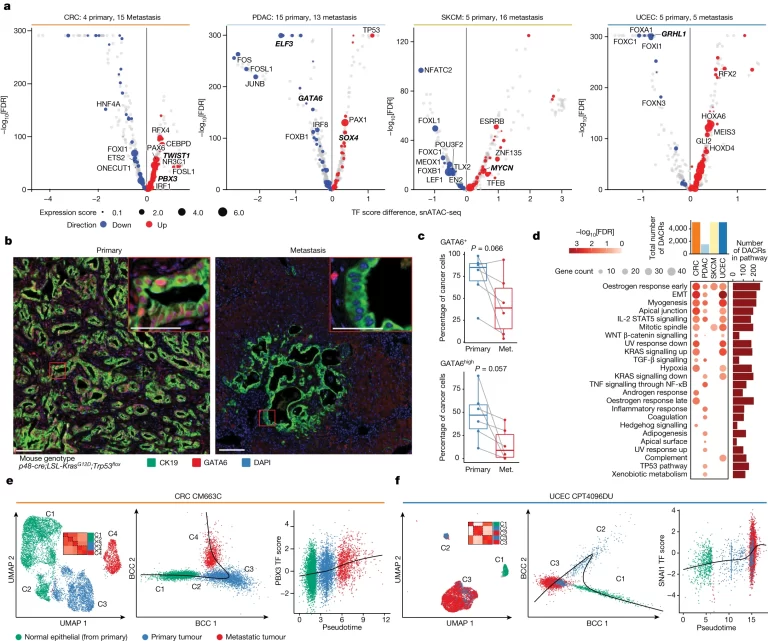 Epigenetic programs activated in cancer metastasis.