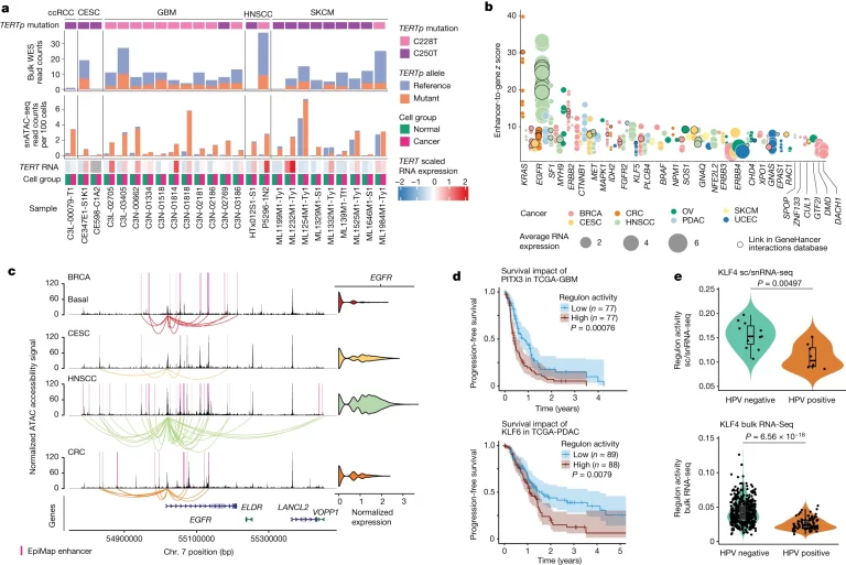 The impact of genetic drivers on chromatin accessibility.