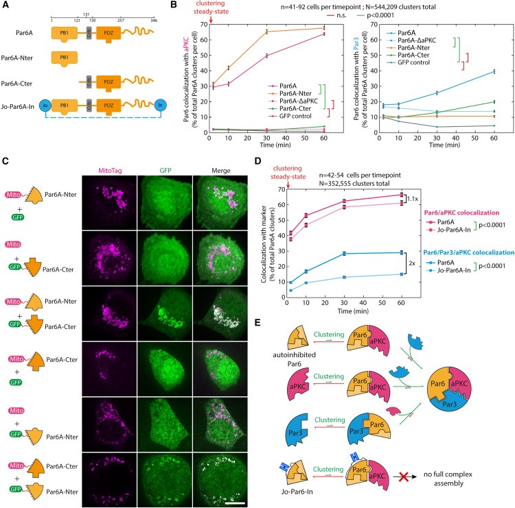 Synthetic Par polarity induces cytoskeleton asymmetry in unpolarized mammalian cells