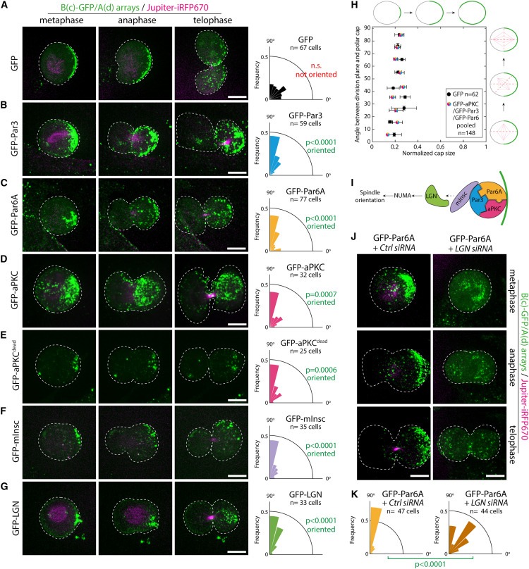 Synthetic Par polarity induces cytoskeleton asymmetry in unpolarized mammalian cells