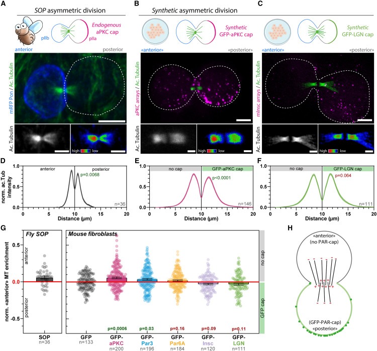 Synthetic Par polarity induces cytoskeleton asymmetry in unpolarized mammalian cells