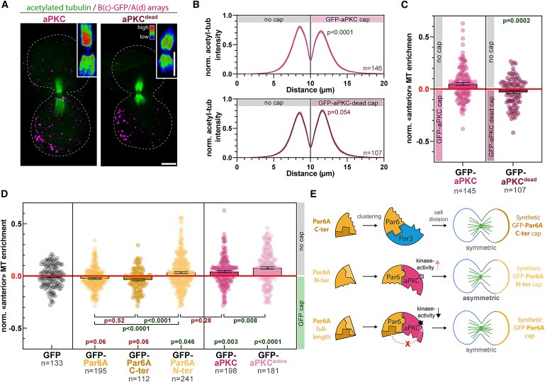 Synthetic Par polarity induces cytoskeleton asymmetry in unpolarized mammalian cells