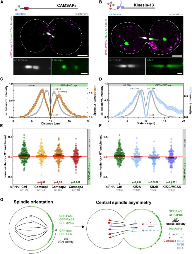 Synthetic Par polarity induces cytoskeleton asymmetry in unpolarized mammalian cells