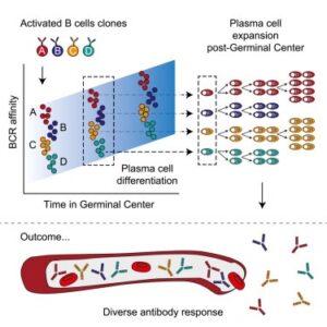 Read more about the article Germinal centers output clonally diverse plasma cell populations expressing high- and low-affinity antibodies