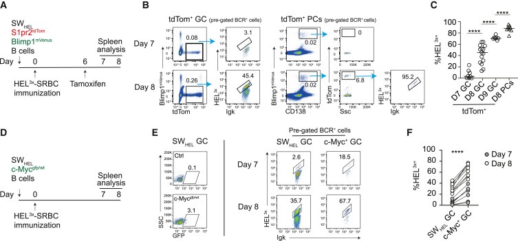 Germinal centers output clonally diverse plasma cell populations expressing high- and low-affinity antibodies