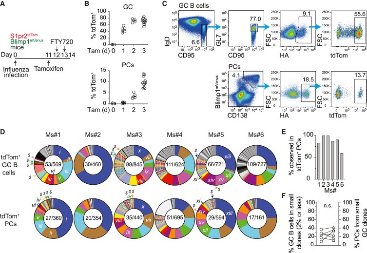 Germinal centers output clonally diverse plasma cell populations expressing high- and low-affinity antibodies