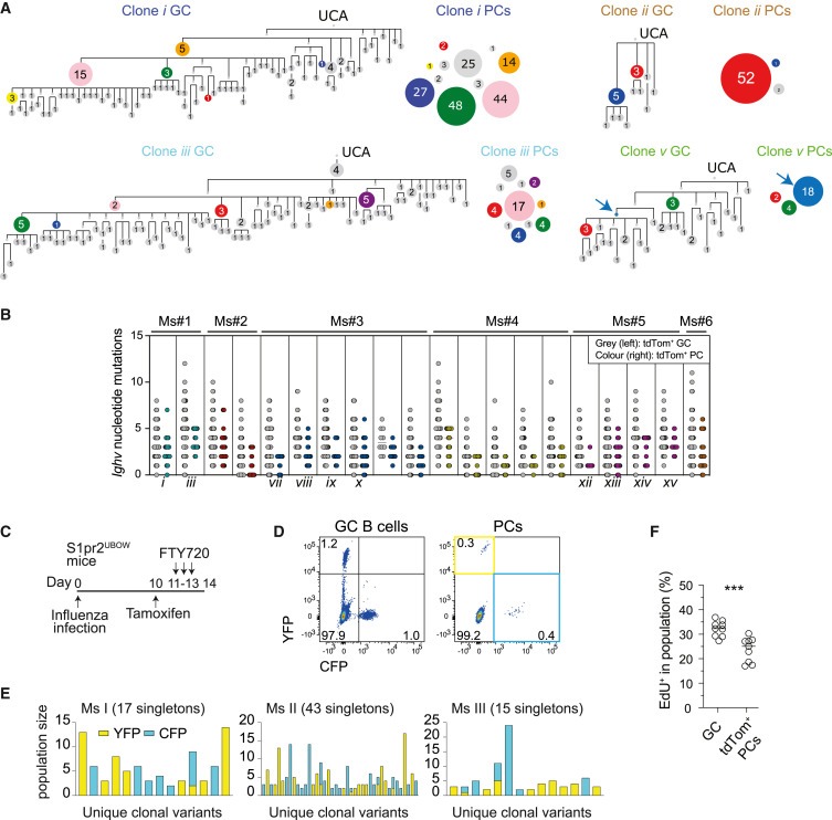 Germinal centers output clonally diverse plasma cell populations expressing high- and low-affinity antibodies