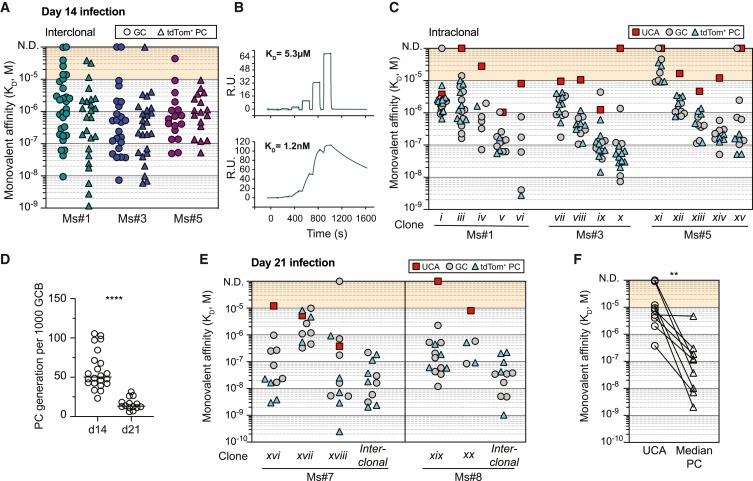 Germinal centers output clonally diverse plasma cell populations expressing high- and low-affinity antibodies