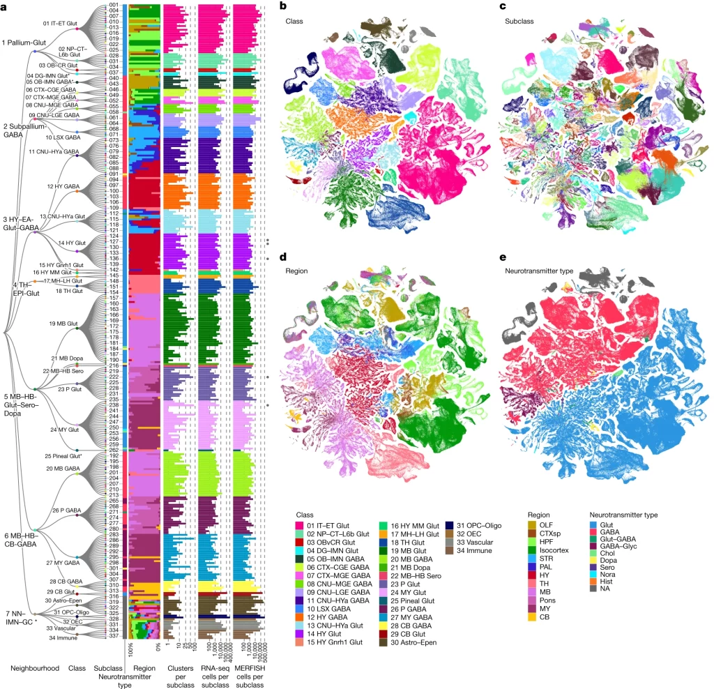 Fig. 1: Transcriptomic cell-type taxonomy of the whole mouse brain.